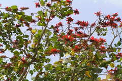 Erythrina variegata var. orientalis